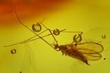 Fossil Fungus Gnat (Sciaridae) & Crane Fly (Tipulidae) In Baltic Amber #200192-1